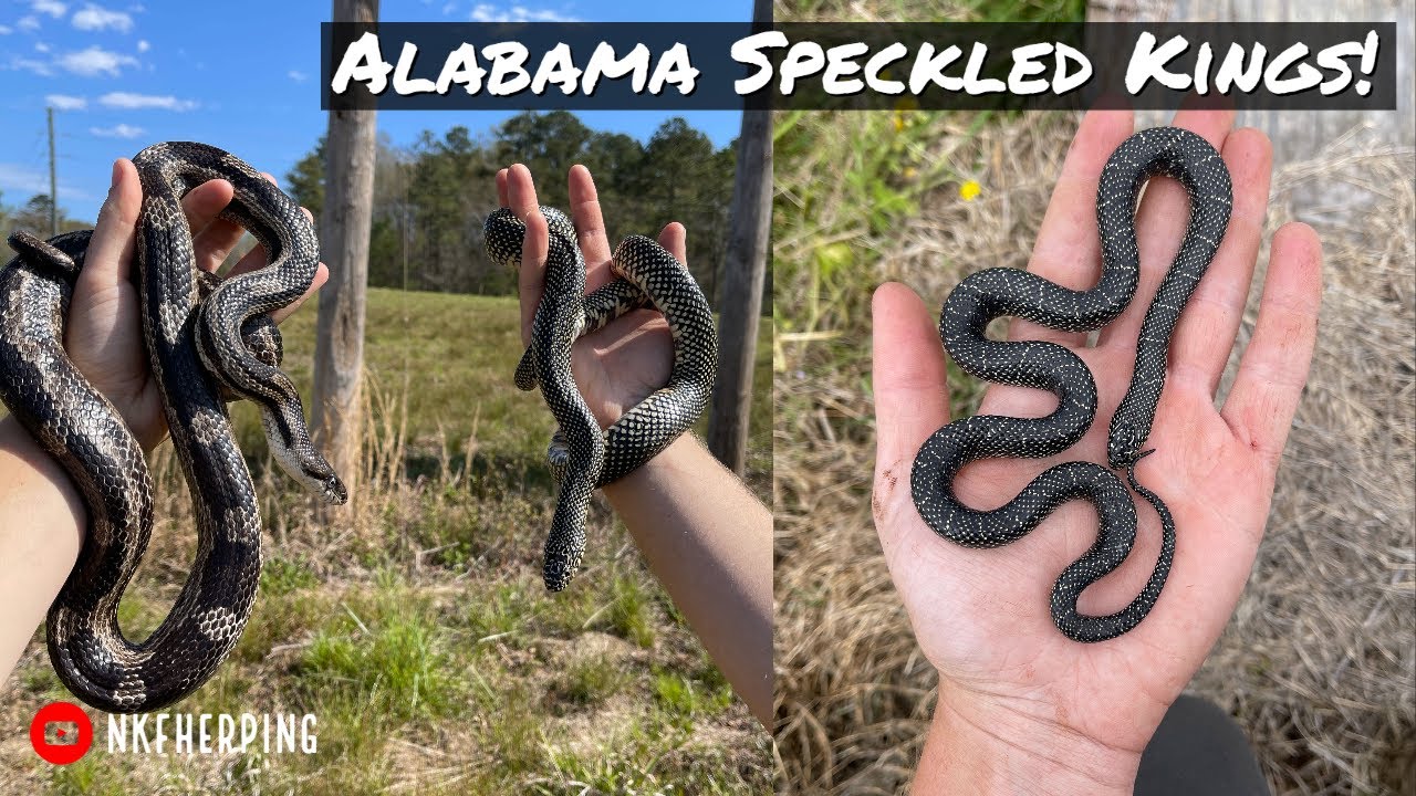 Flipping Boards for Snakes in Alabama! Speckled Kings, Scarlet Snake, Mud Salamander, and More!