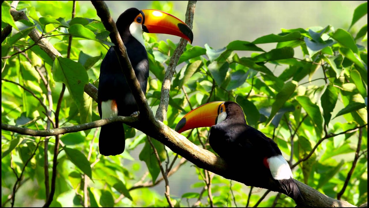 10 Animales Voladores : 18 animales que vuelan y sus características – NFSG
