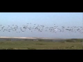 Wandering Whistling Duck in flight, Loes Sep 2005.MPG