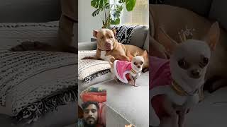 #funny #chihuahuafanclub #pets #comedy #animals #funnyanimals