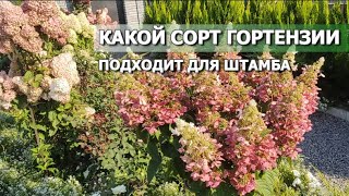 КАКОЙ СОРТ ГОРТЕНЗИИ ПОДХОДИТ ДЛЯ ШТАМБА | Из какой гортензии можно сформировать дерево