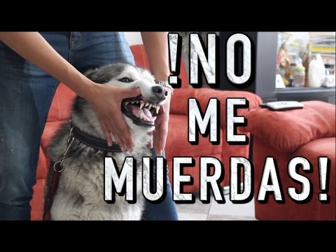 Video: ¿Cuándo debo esperar que mi cachorro deje de morder?