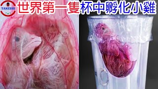 [生物放大鏡]世界第一隻用杯子孵化小雞的真相 | 為收視率而做的實驗!? | 中國與日本的競賽