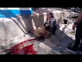 Kurban Kesen Kadın. Kadın koyunu profesyonelce kesiyor. Women Slaughter.