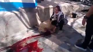 Kurban Kesen Kadın Kadın Koyunu Profesyonelce Kesiyor Women Slaughter