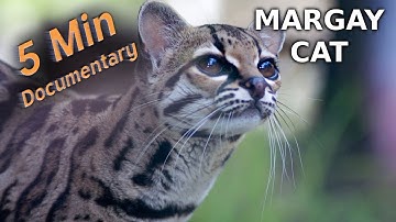 Margay Cat - 5 Minute Documentary