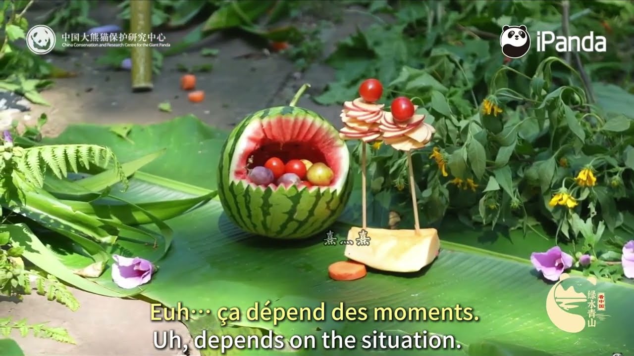 Bifengxia Panda Base Collective Enrichment 2025（Enrichissement collectif） — Tian Bao