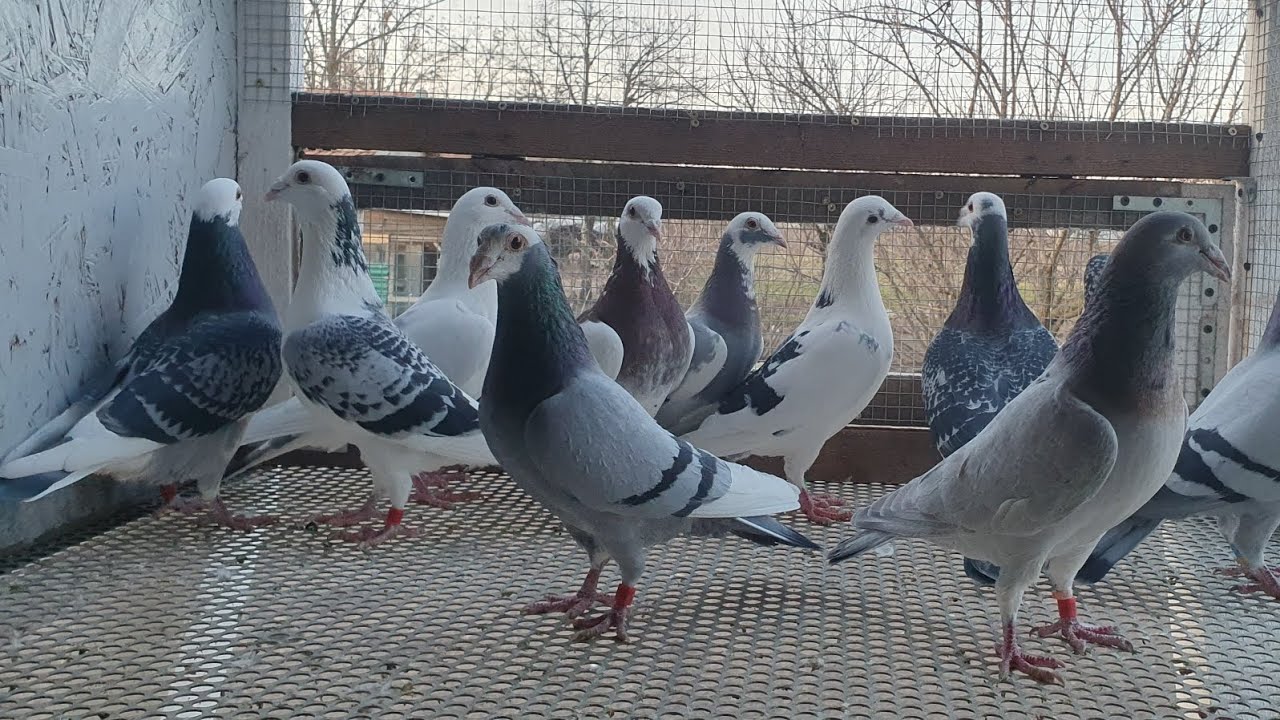 Noutati la porumbei🕊 Primele oua pe 2024.