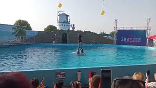 Черноморские дельфины афалины #ейск2023 #дельфинарий #дельфины