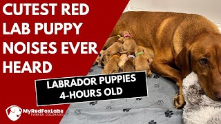 Cutest Labrador Puppy Noises Ever Heard (4-Hours Old)