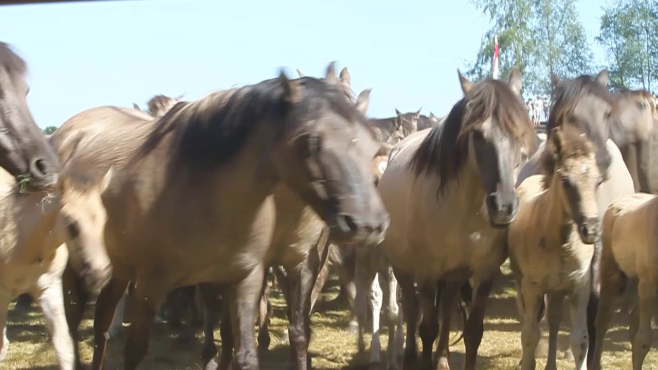  Dülmener Wildpferdefang 2017 - YouTube 