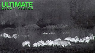 75 Feral Hogs Down with the N-Vision Halo Thermal Scope