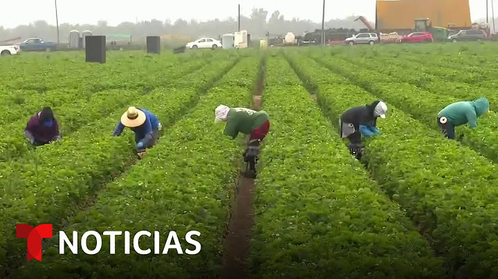 Trump ordena parar redadas de ICE en hoteles, restaurantes y en la agricultura | Noticias Telemundo