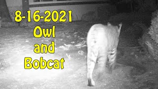 8-16-2021 Owl and Bobcat