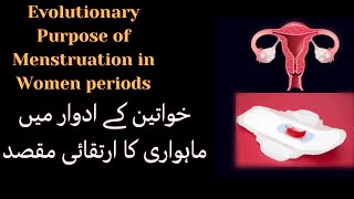 The Evolutionary Purpose of Menstruation in Women | periods | خواتین میں ماہواری کا ارتقائی مقصد