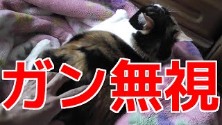 【みさわっちの日常】めっちゃ暇だったから猫に話かけてみたぞ！