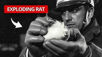 How the British SOE Used the ‘Exploding Rat’ to Spread Fear Through German Rail Yards