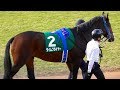 タイムフライヤー、京都2歳Sのパドック。現地映像、京都競馬場