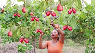 Survival skills: Found Cashew fruit for Food - Pick Cashew fruit on Tree and Eating delicious