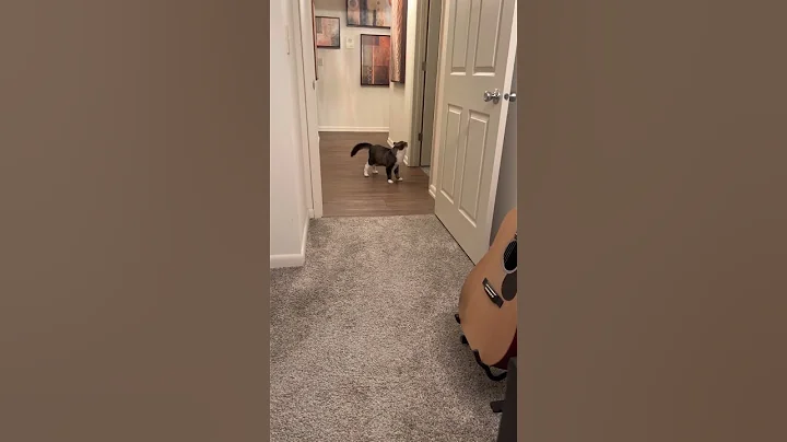 Video 6507351: mainecoon cat pet, mainecoon cat pet animal, adopt mainecoon cat, mainecoon rescue