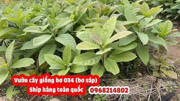 Vườn giống bơ 034 (bơ sáp) - Cung cấp số lượng sỉ lẻ ship hàng toàn quốc.