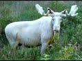 Dramatic White Moose 