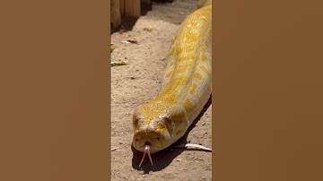 Sliding through the holiday weekend with Kaa the 11 foot Albino Burmese Python 🐍 #shorts