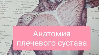 #анатомия #плечевойсустав #здоровье Анатомия плечевого сустава 🤗