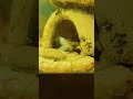 baby senegal bichir takes shrimp