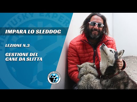 Video: Lo sleddog è umano?