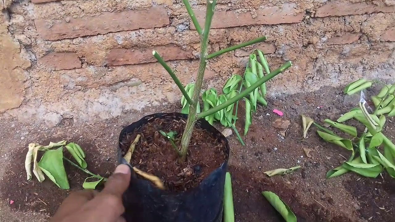 Cara mengatasi tanaman yg setres saat kita terima dipemgiriman tanaman