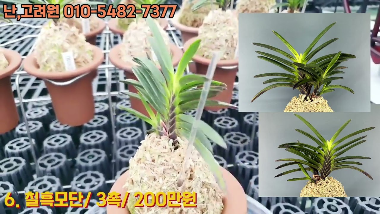[2월19일] 금모단 특집#풍란#부귀란#고양난#고려원#난농장