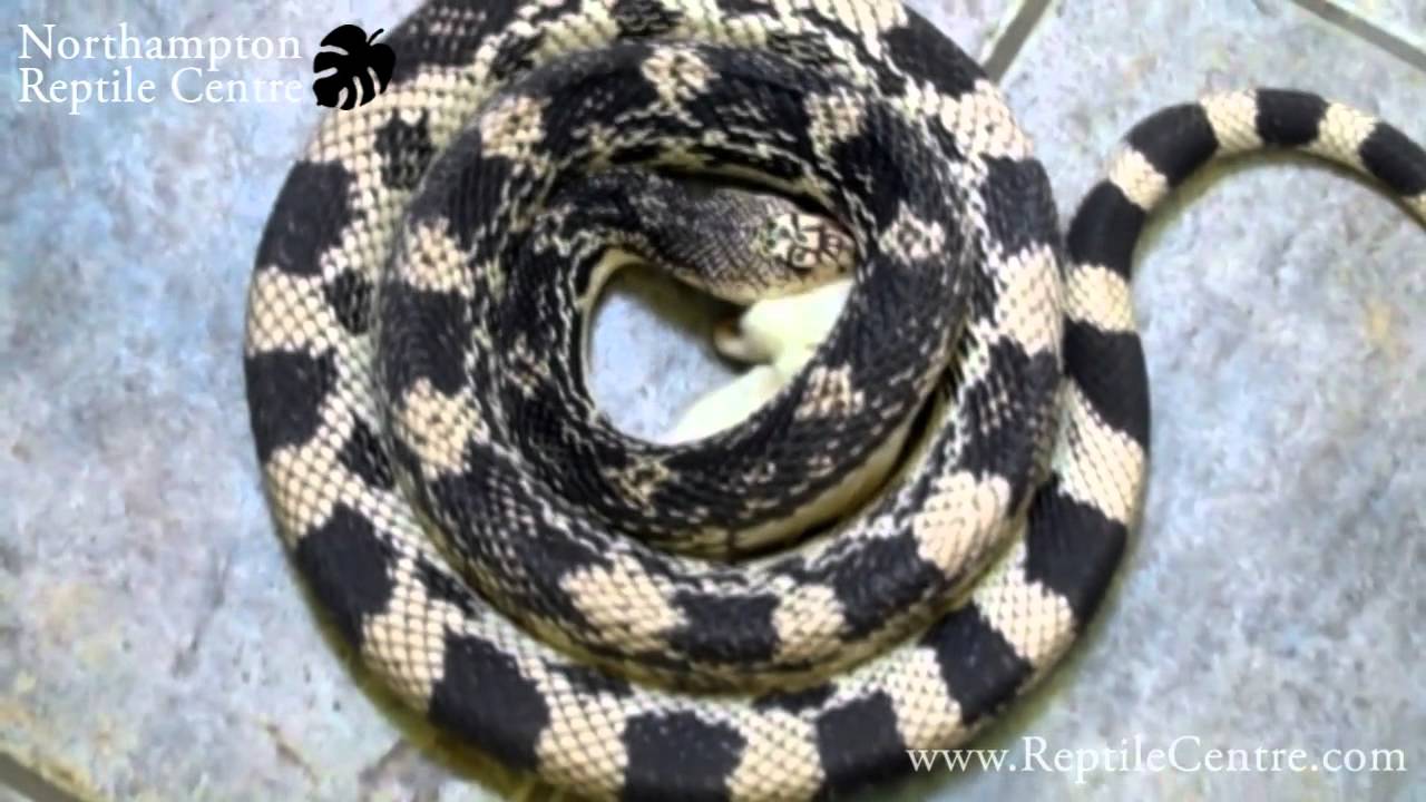 Frozen Rat Supper for our Northern Pine Snake - YouTube - Frozen Meat For Northern Pine Snake Meals Frequency
