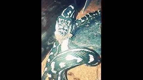 Diamond X Jungle Python Eating a Mouse