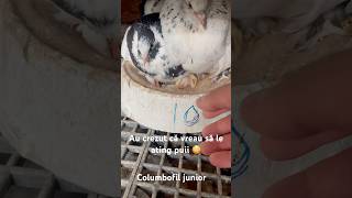 Când părinții își apără puii 🐣 #shorts