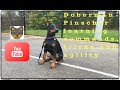 Doberman Pinscher learning tricks, commands and agility