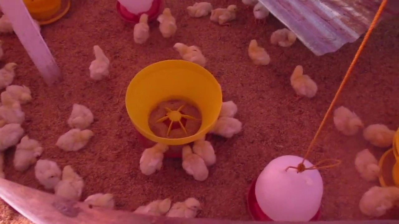 CARA BETERNAK AYAM ORGANIK PEMULA//PPMT SOE/NUSATENGGARA TIMUR 