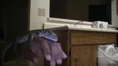 How I tame my Nile Monitor