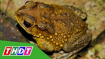 Gia Lai: Ngộ độc thịt cóc, 2 trẻ tử vong | THDT