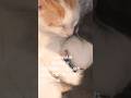 里親になった日.動物病院で診察を受けました9〜On the day I became a foster parent, I was examined at an animal hospital9〜