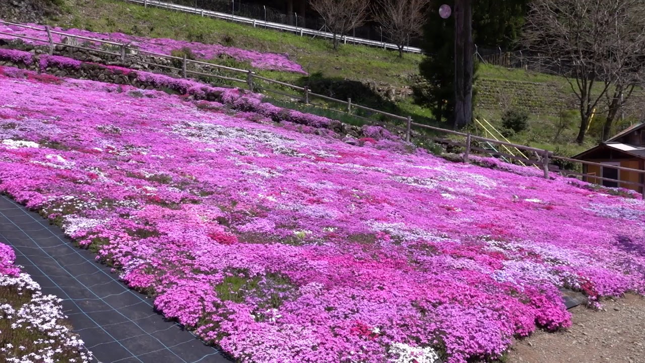 國田家の芝桜。