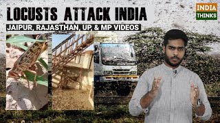 Locusts Attack North India | Worst in 27 years | IndiaThinks | Nishan Chilkuri reports