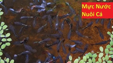 Mực Nước Để Nuôi Tốt Cá 7 màu