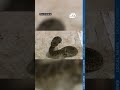 Warm start to year brings early rattlesnake season