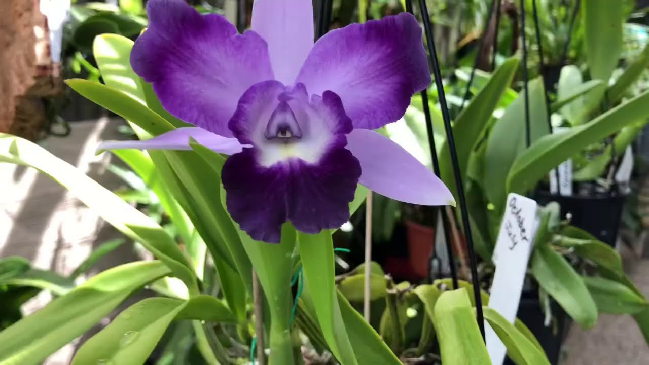 Каттлеи( Cattleya ) Посадка, уход