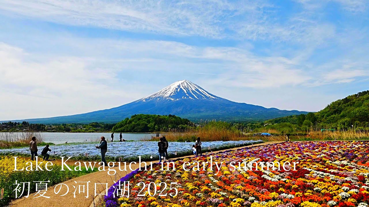 Поле немофил в парке Оиси, озеро Кавагути