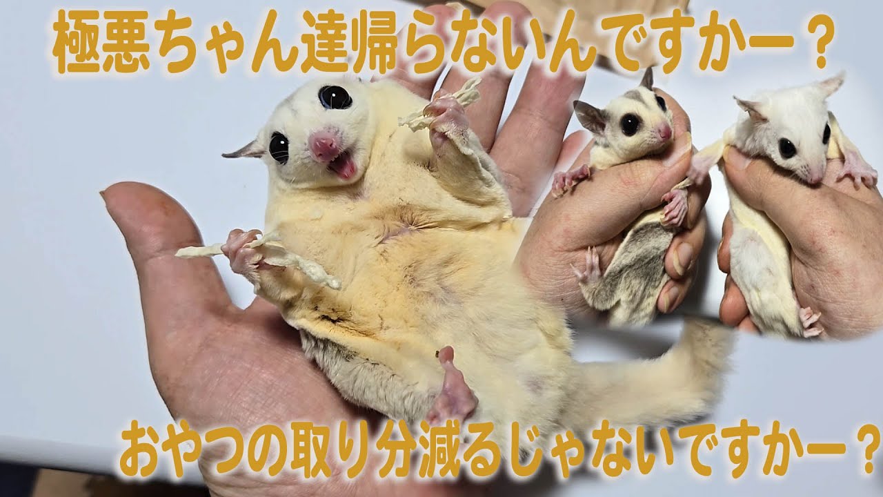 極悪ちゃん達はみんなと仲良くなってます