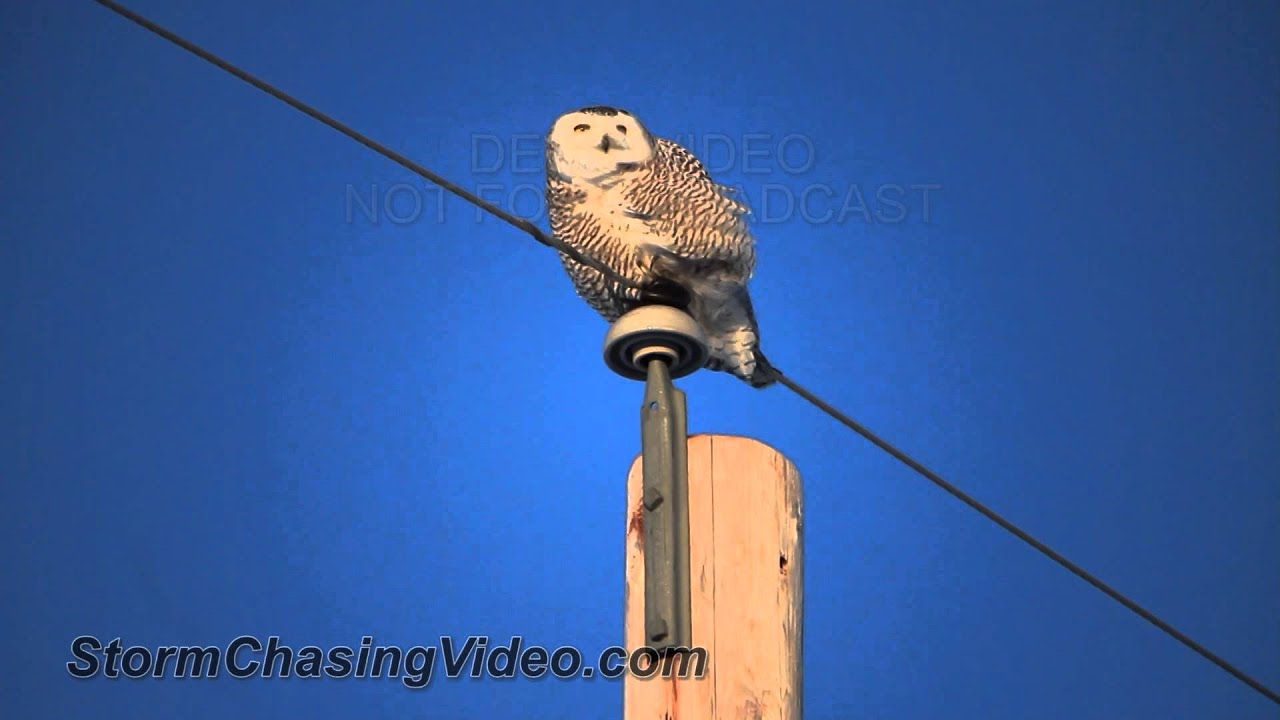 Snowy Owl Takes A Shit In Near Sub Zero Temps