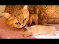 A newborn kitten squeaked loudly to call his mother cat, but he had to crawl on his own