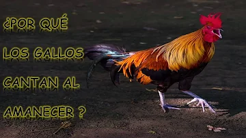 ¿Por qué gritan los gallos por la mañana?